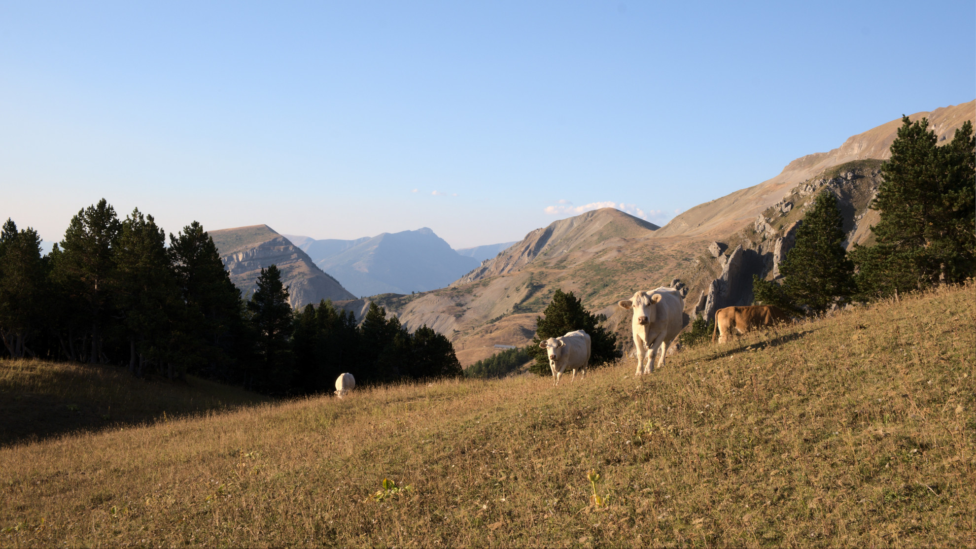 Alpage de Courtet - Bivouac dans le Dévoluy