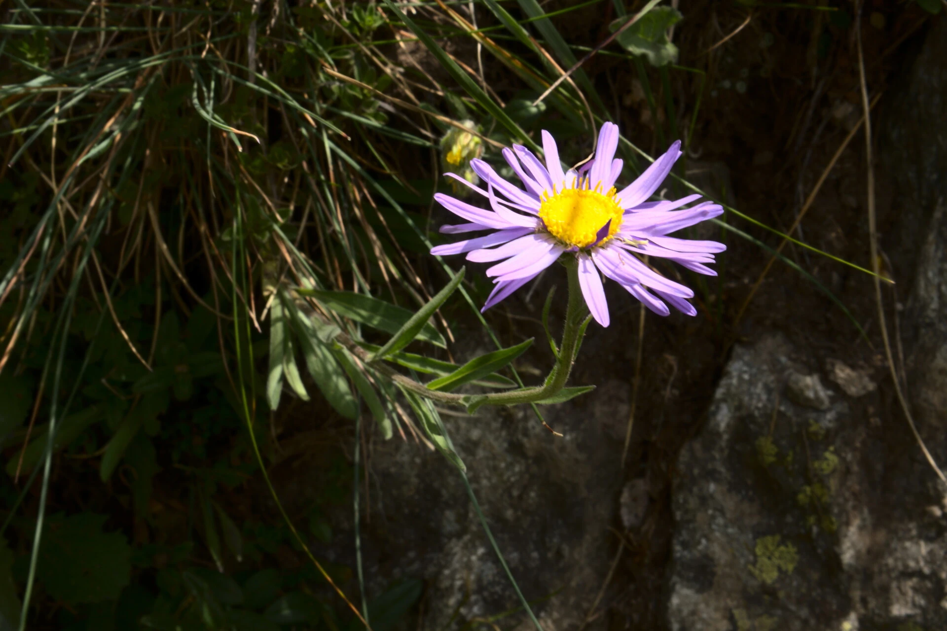 Asters en fleurs dans le Vercors
