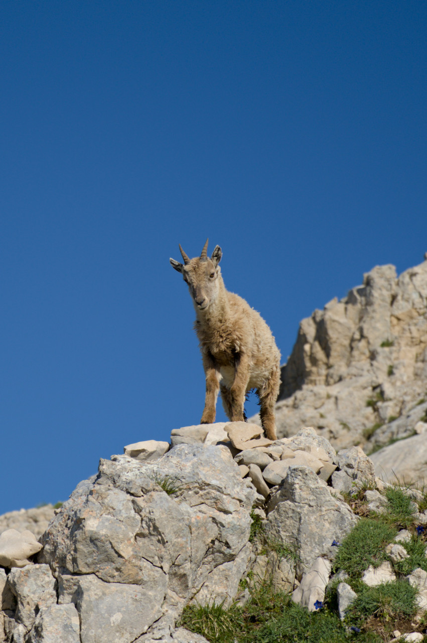 Bébé bouquetin - Vercors