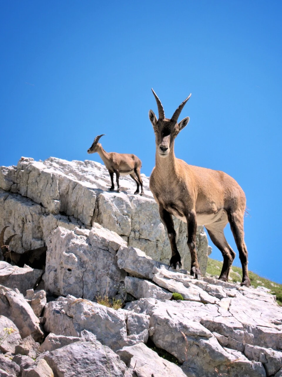 Bouquetin femelle dans le Vercors