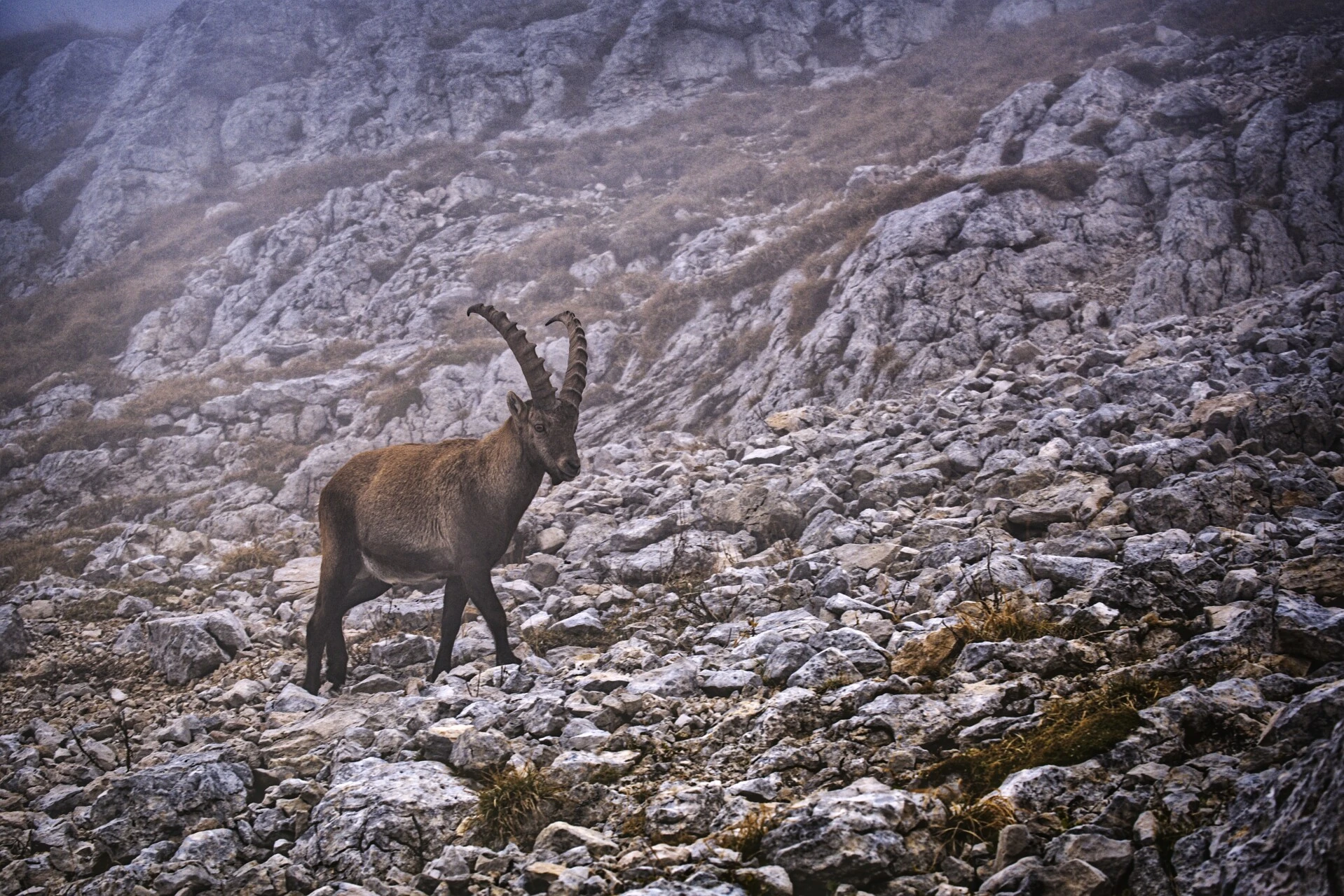 Bouquetin dans le brouillard, crêtes de la Moucherolle
