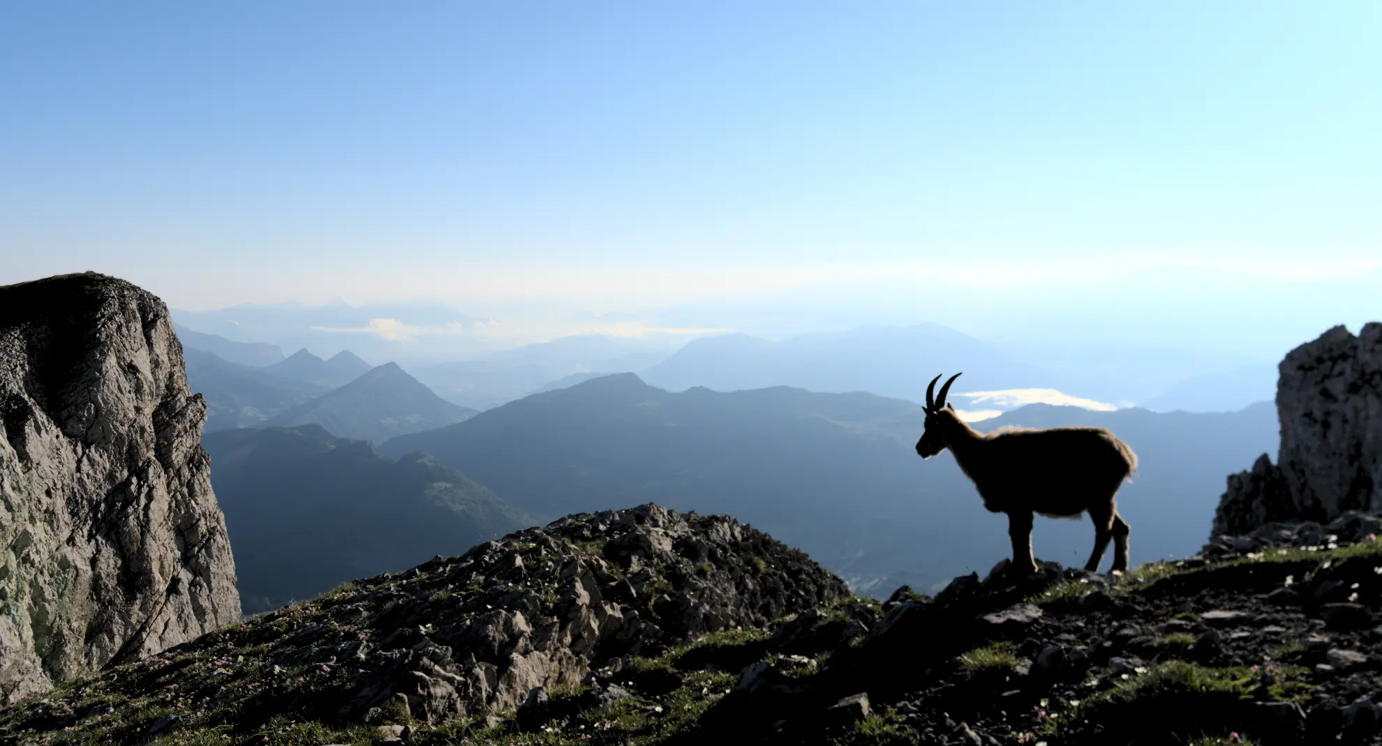 Bouquetin Hauts Plateaux du Vercors
