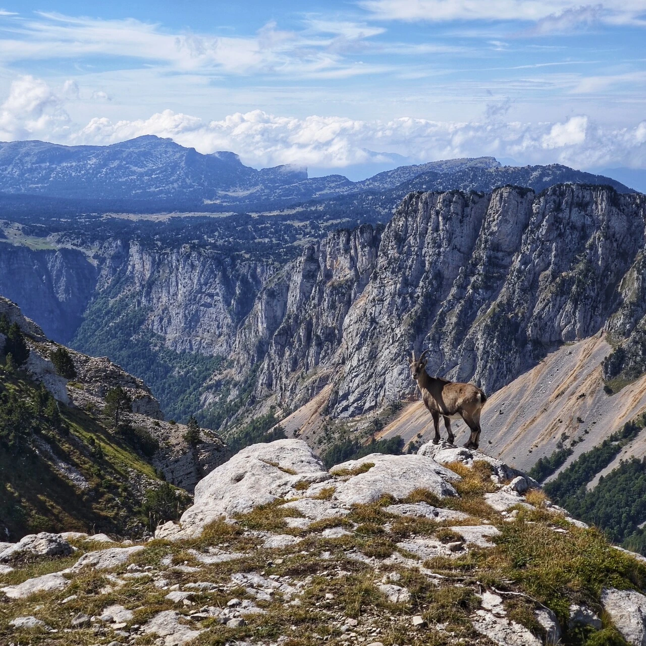 Bouquetin sur une vire au-dessus des gorges, Vercors