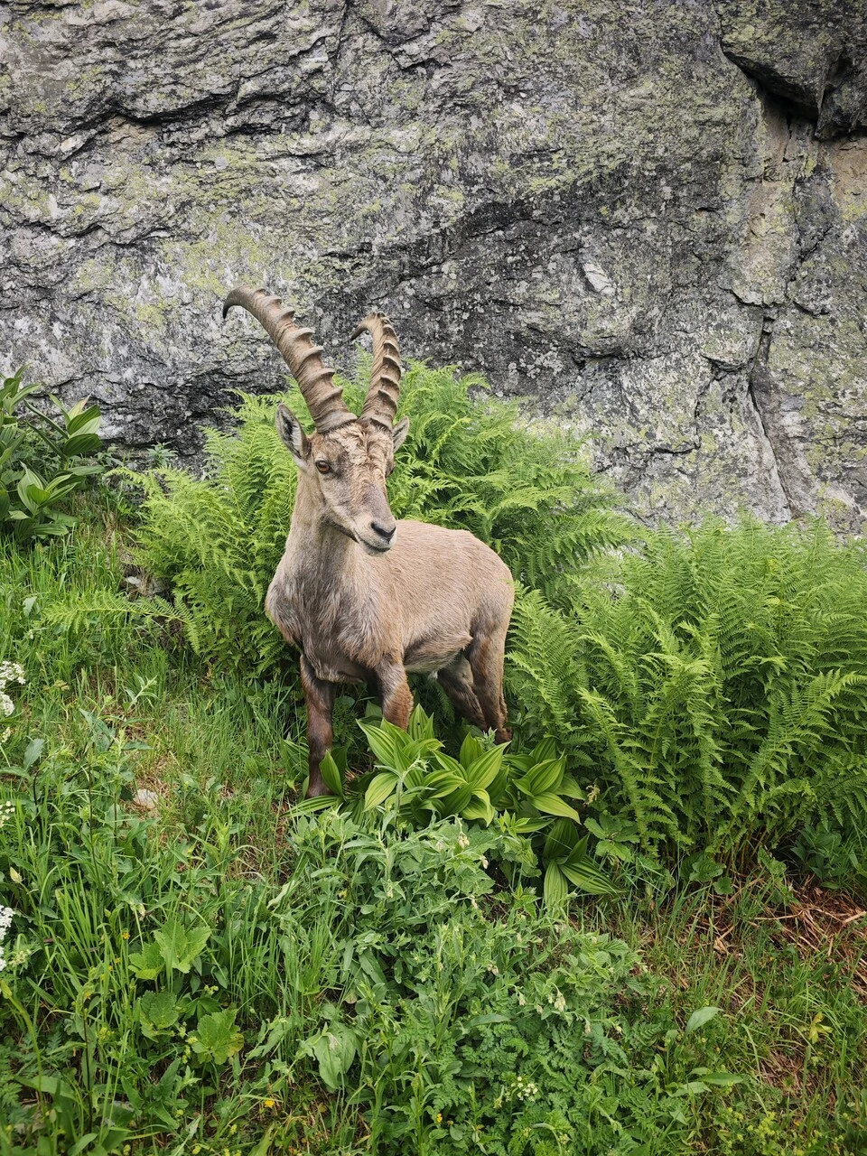 Un bouquetin mâle dans les fougères, à quelques mètres du sentier