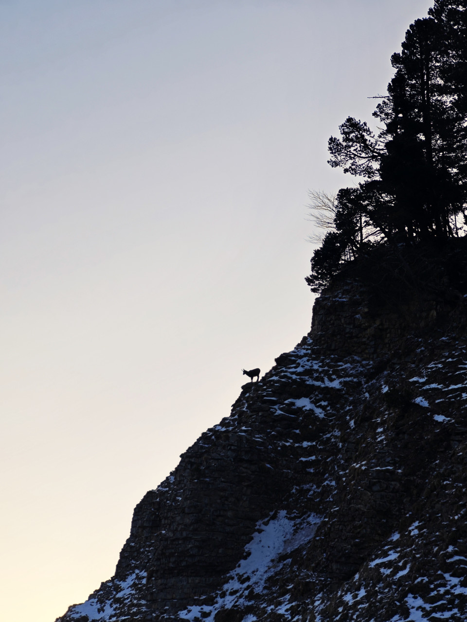 Bouquetin sur les falaises - Vercors