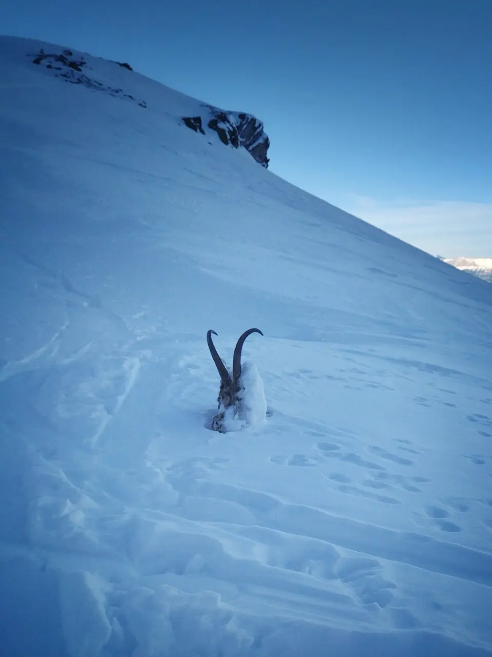 Chamois sur couloir d'avalanche en hiver