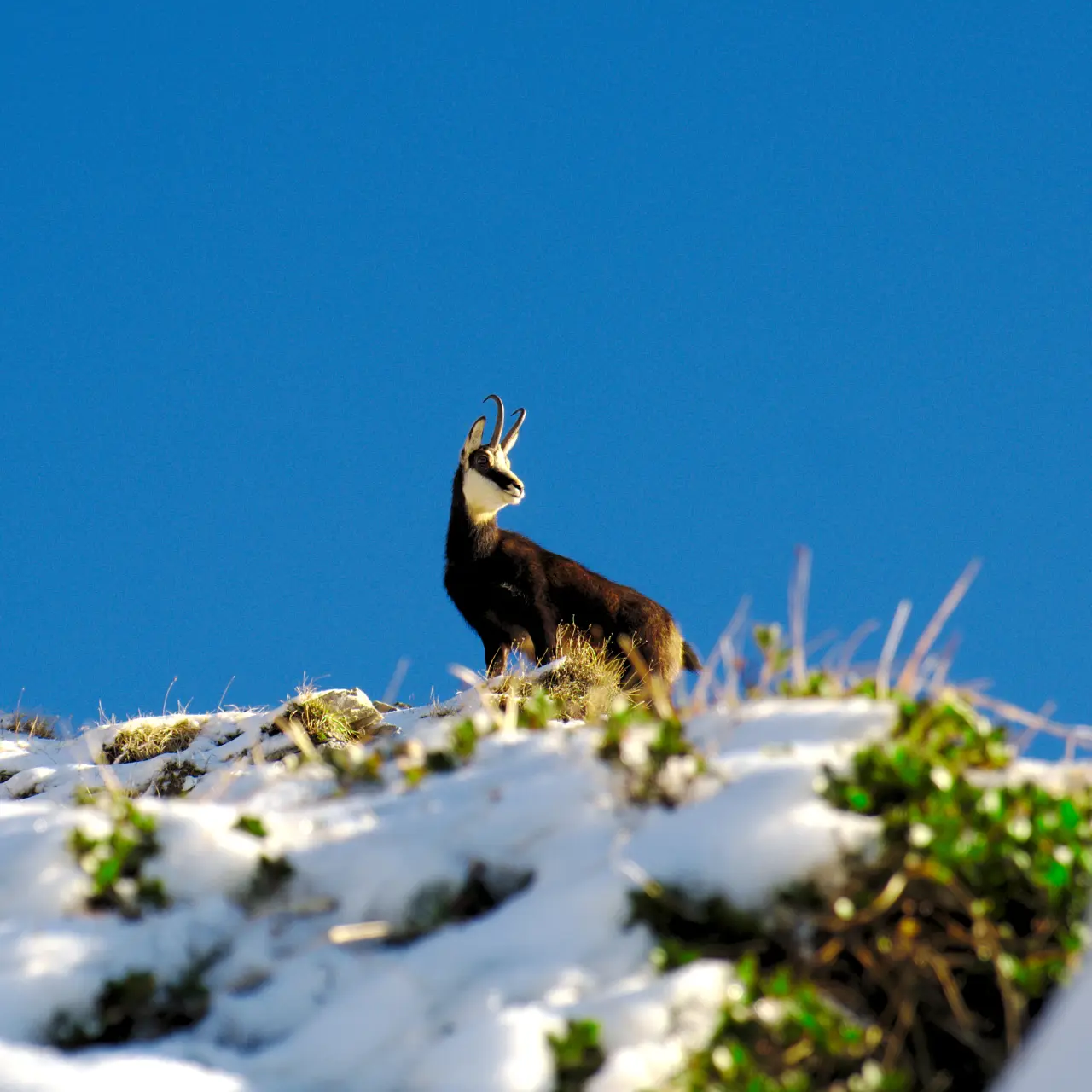 Chamois des Alpes