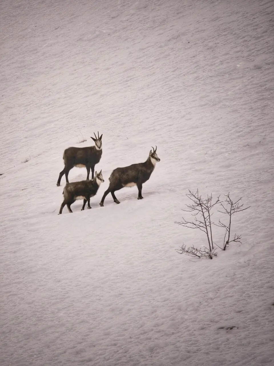 Chamois dans la neige