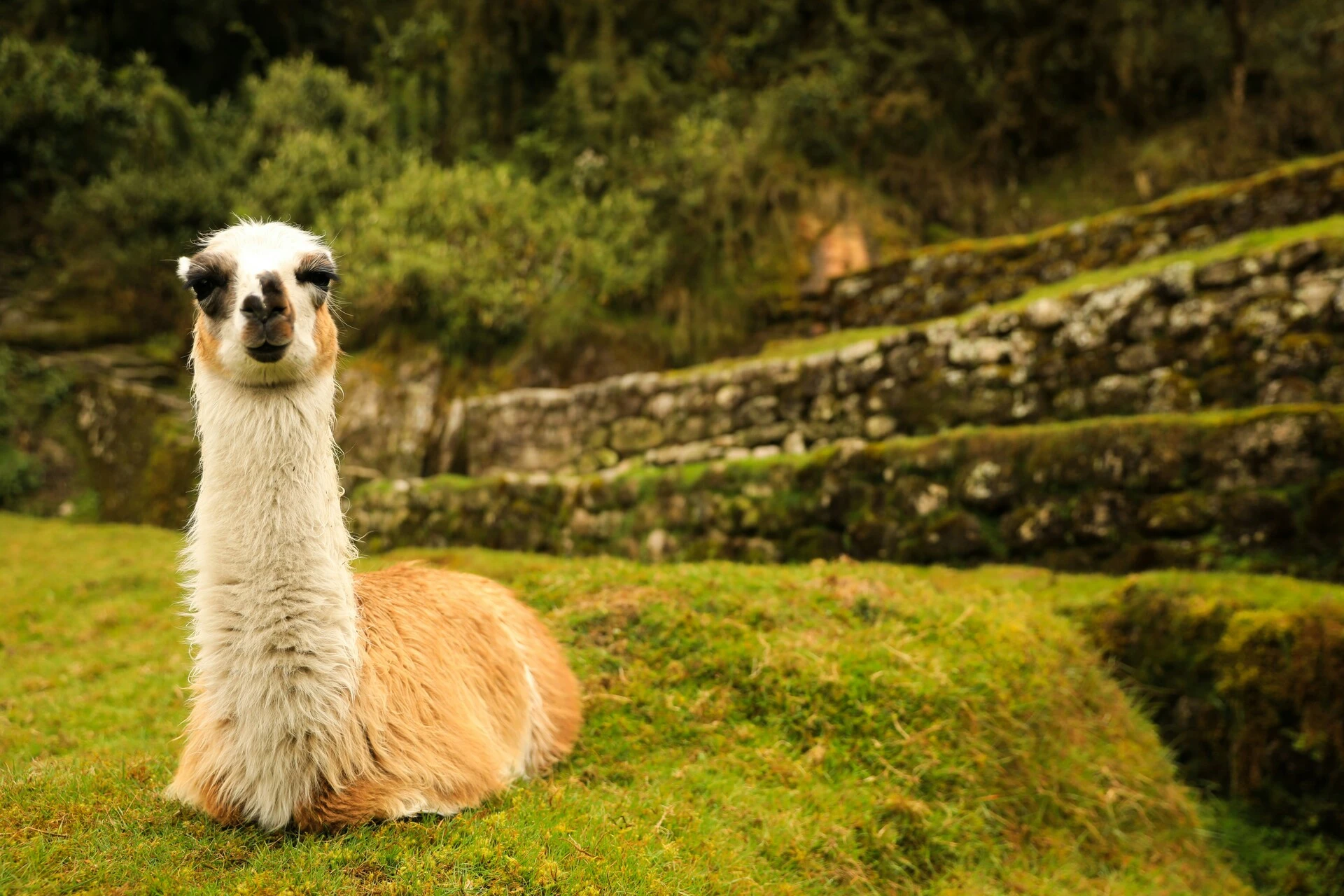 Le chemin de l'Inca vers le Machu Picchu