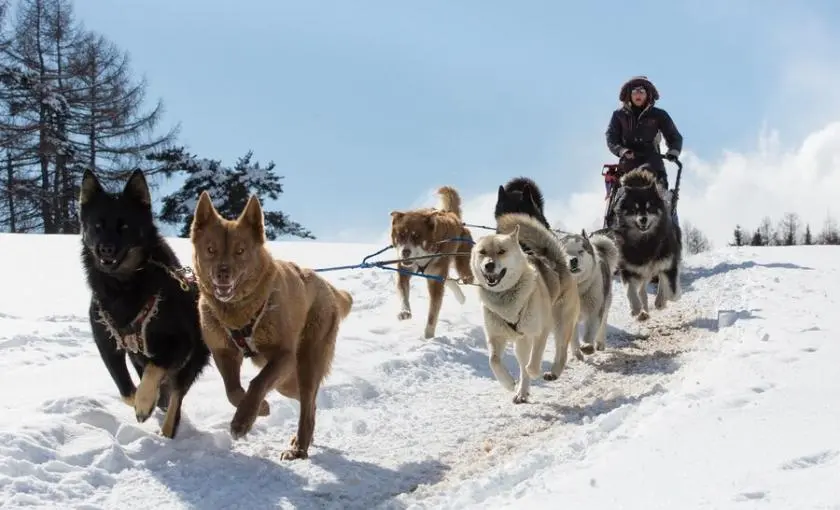 Chien de Traîneau Dévoluy