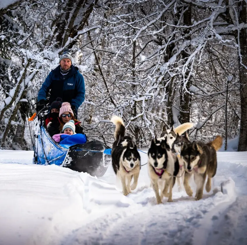 Chien de Traineau Hautes Alpes