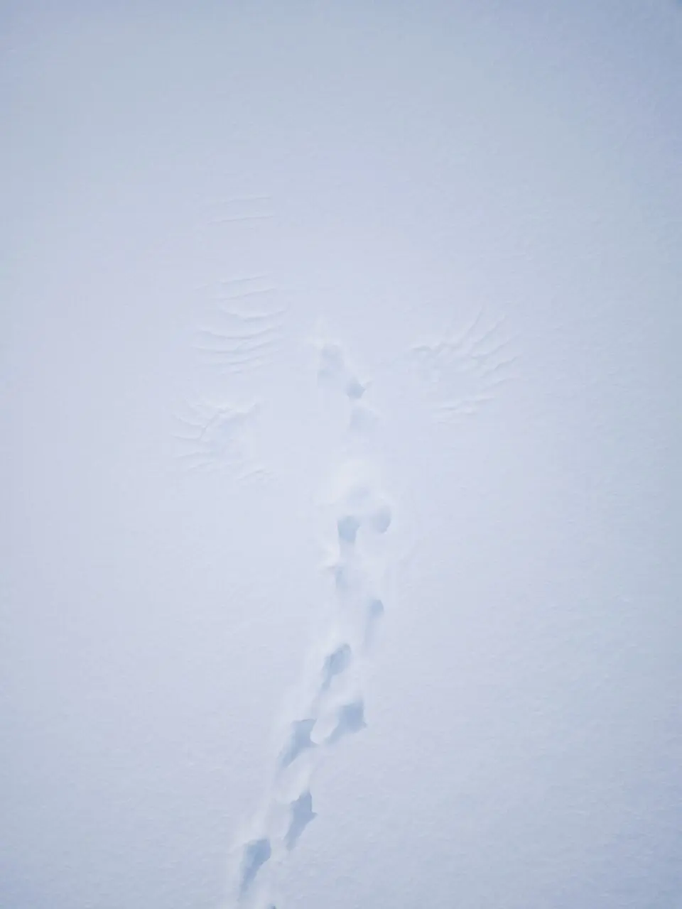 Empreinte de tétras lyre dans la neige