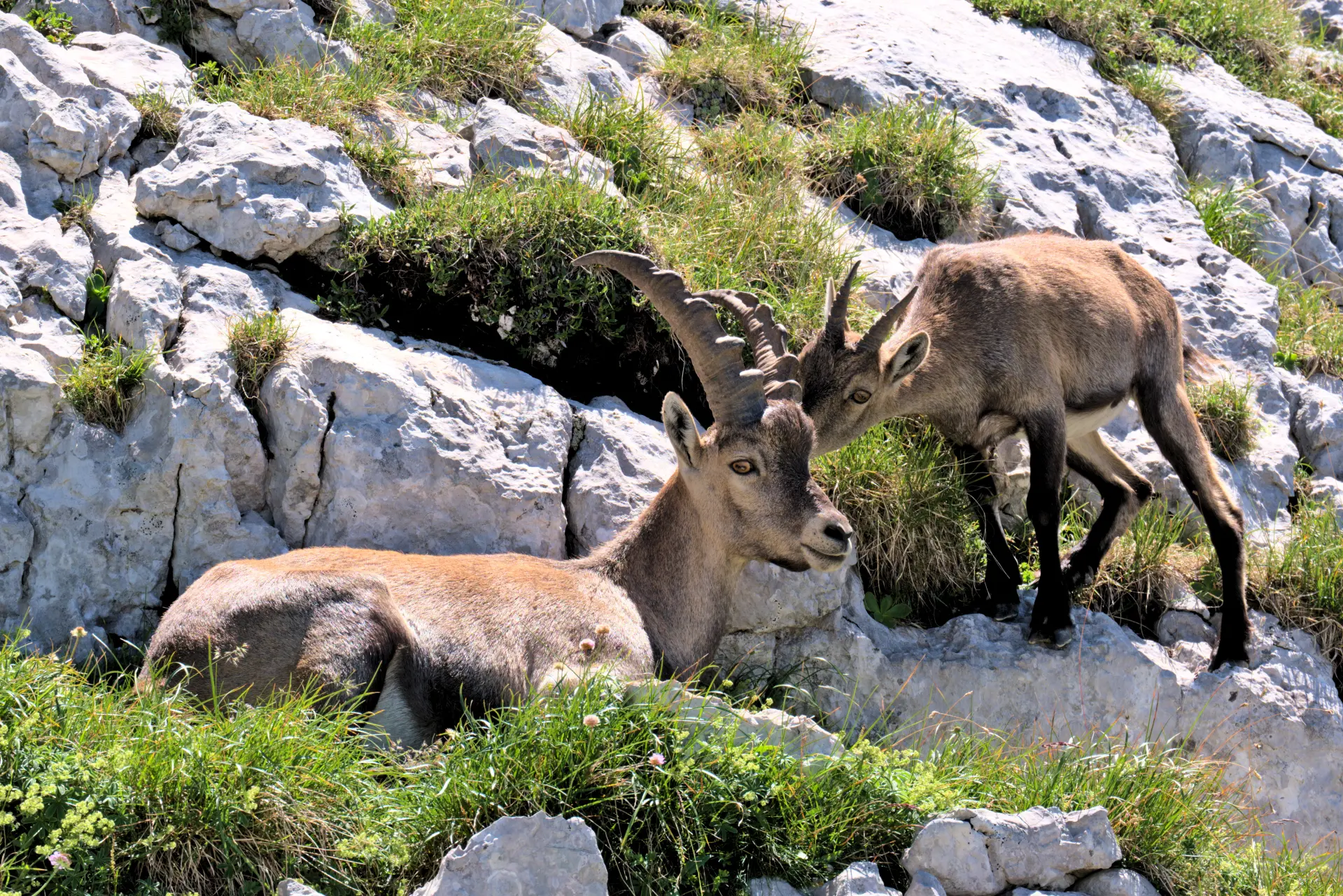 femelle bouquetin et cabri bébé