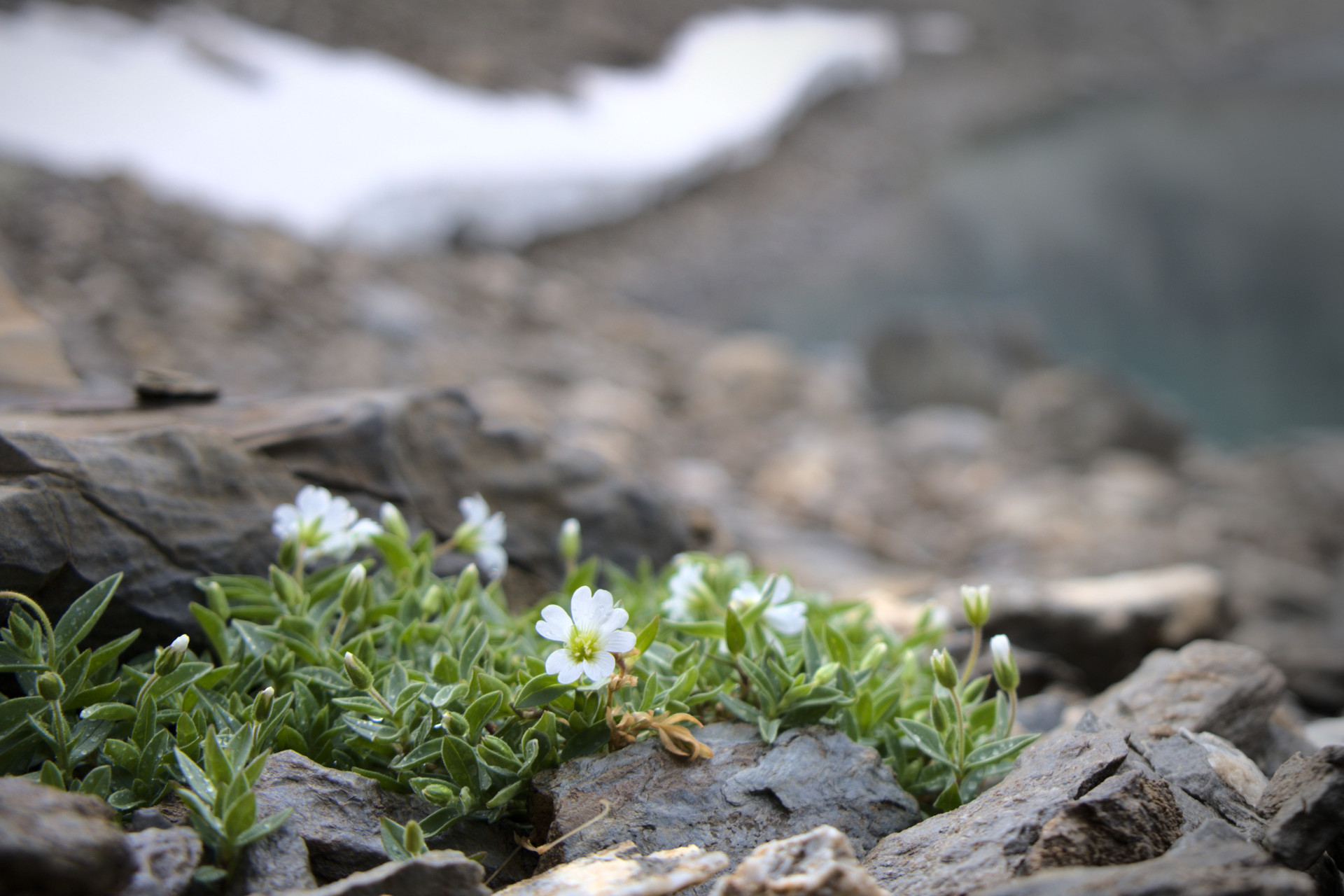 fleur ubaye - Ceraiste Alpinum