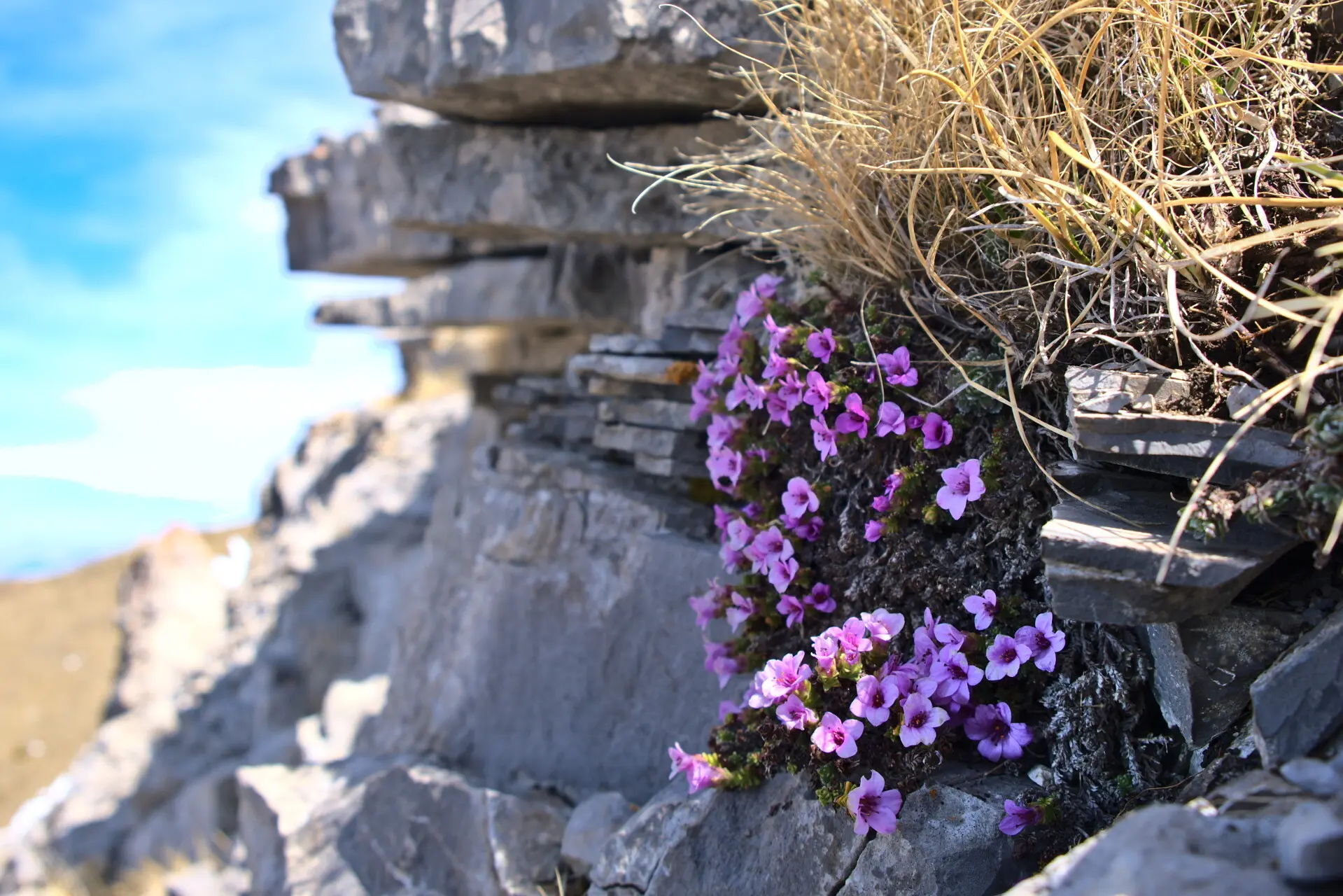 Fleurs en coussinet sur les pentes du Pic de Gleize