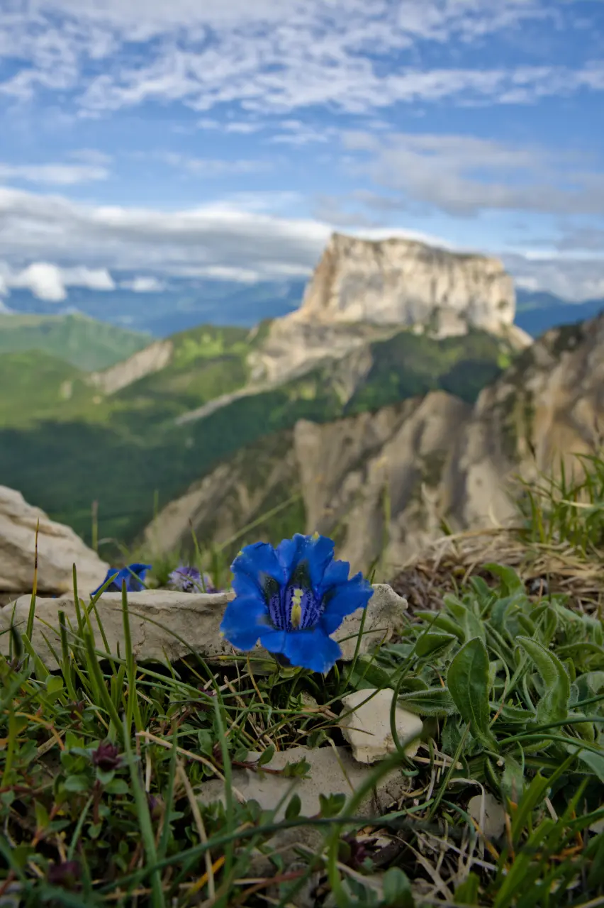 Gentiane au pied du Grand Veymont