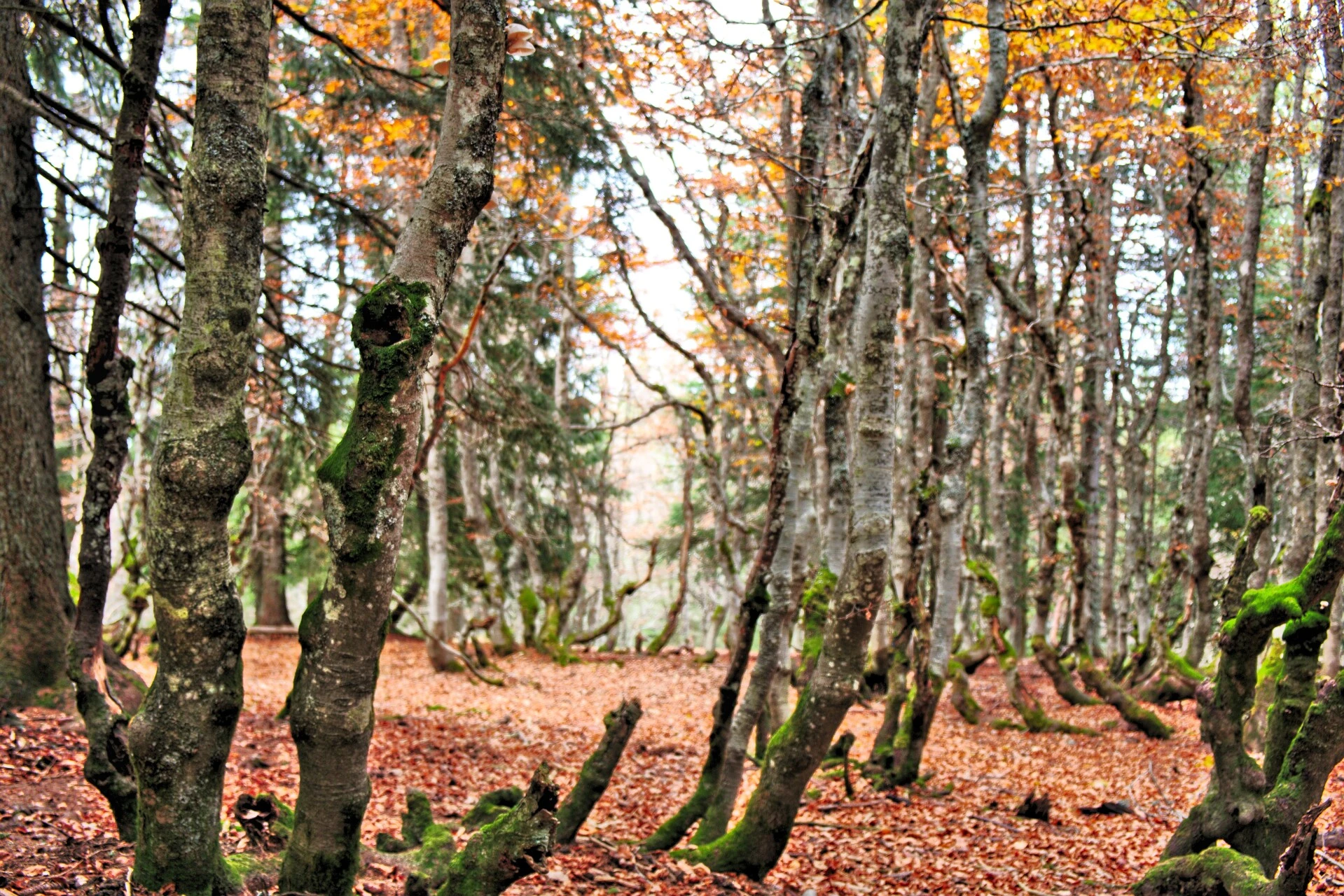 Hêtraie du Vercors aux couleurs d'automne