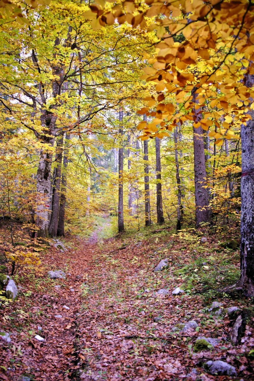 Hêtre solitaire en automne, forêt du Vercors