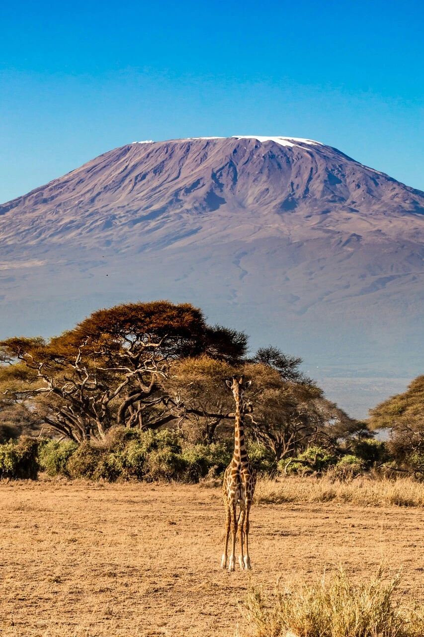 Girafe dans la savane au pied du Kilimandjaro