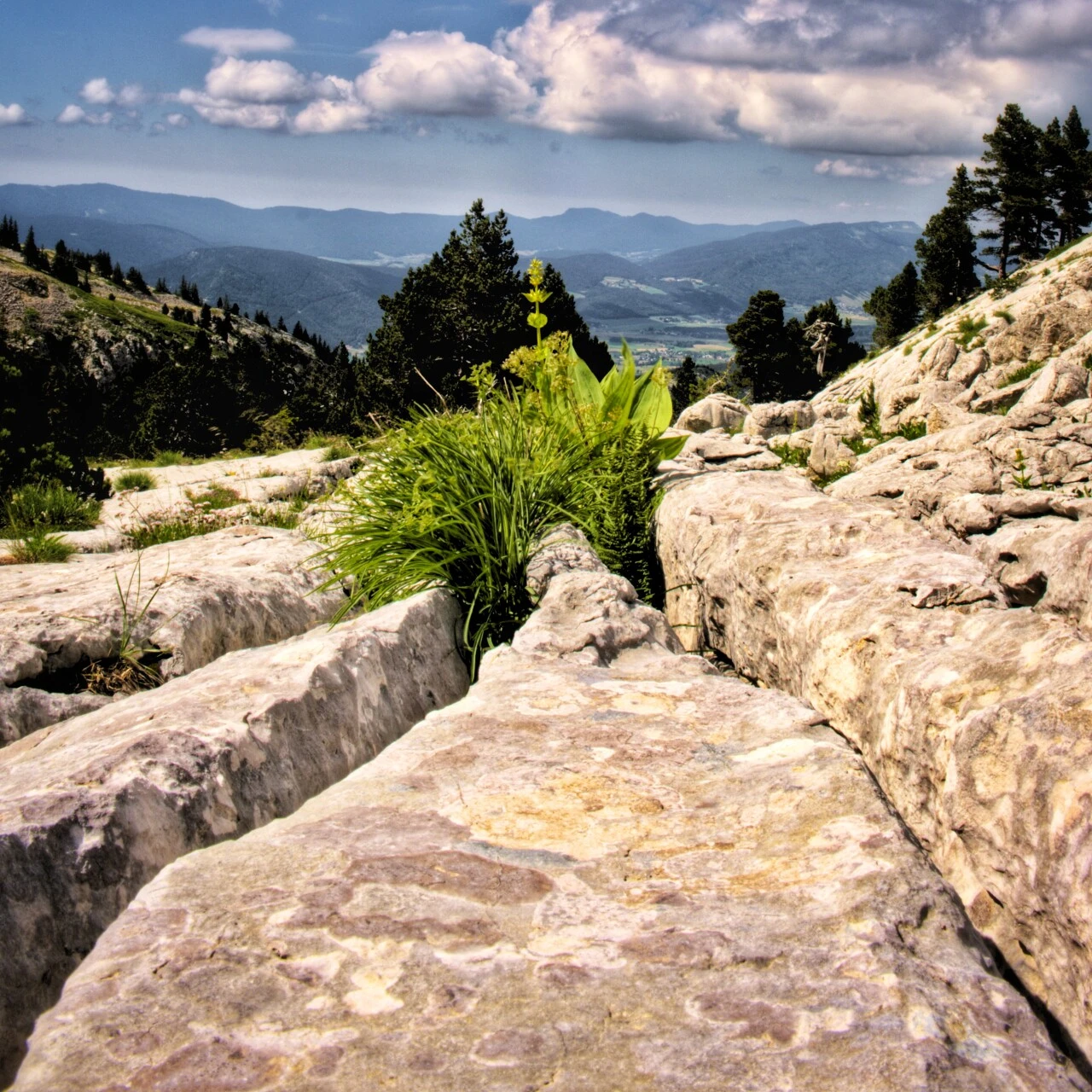 Lapiaz et gentianes à Villard-de-Lans
