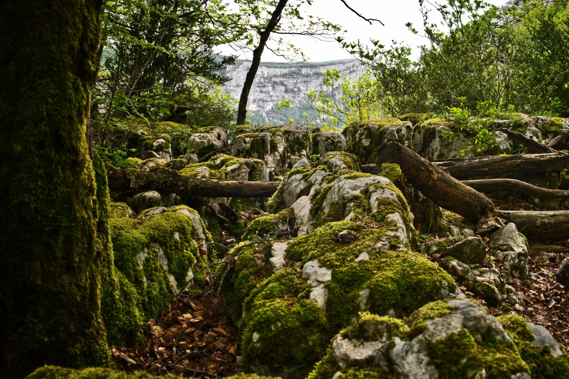 Lapiaz calcaire, paysage karstique typique du Vercors
