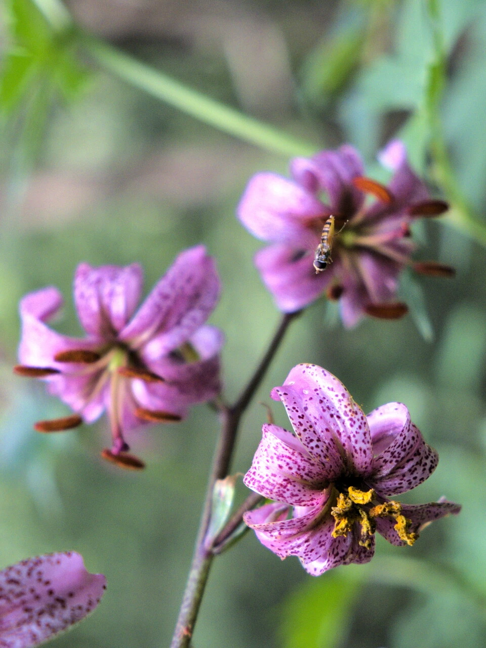 Lys martagon dans les sous-bois du Vercors
