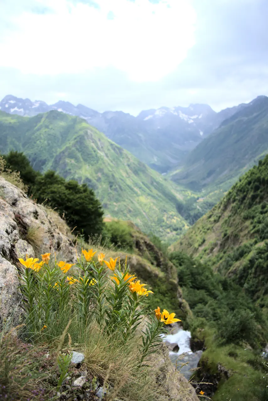 Lys Orangé Valgaudemar Parc des Écrins
