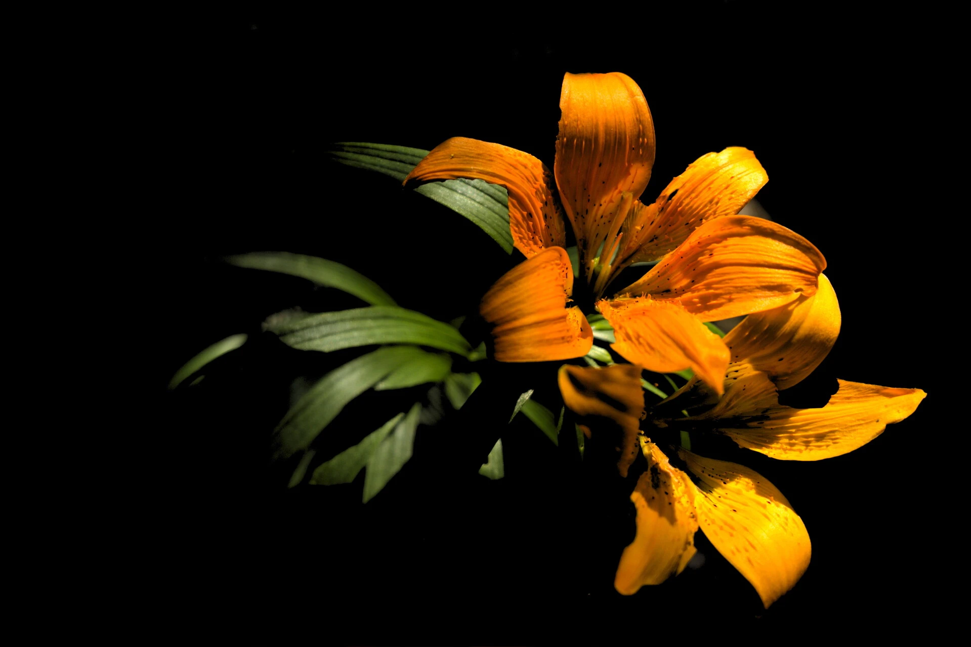 Lys orangé dans les prairies du Vercors