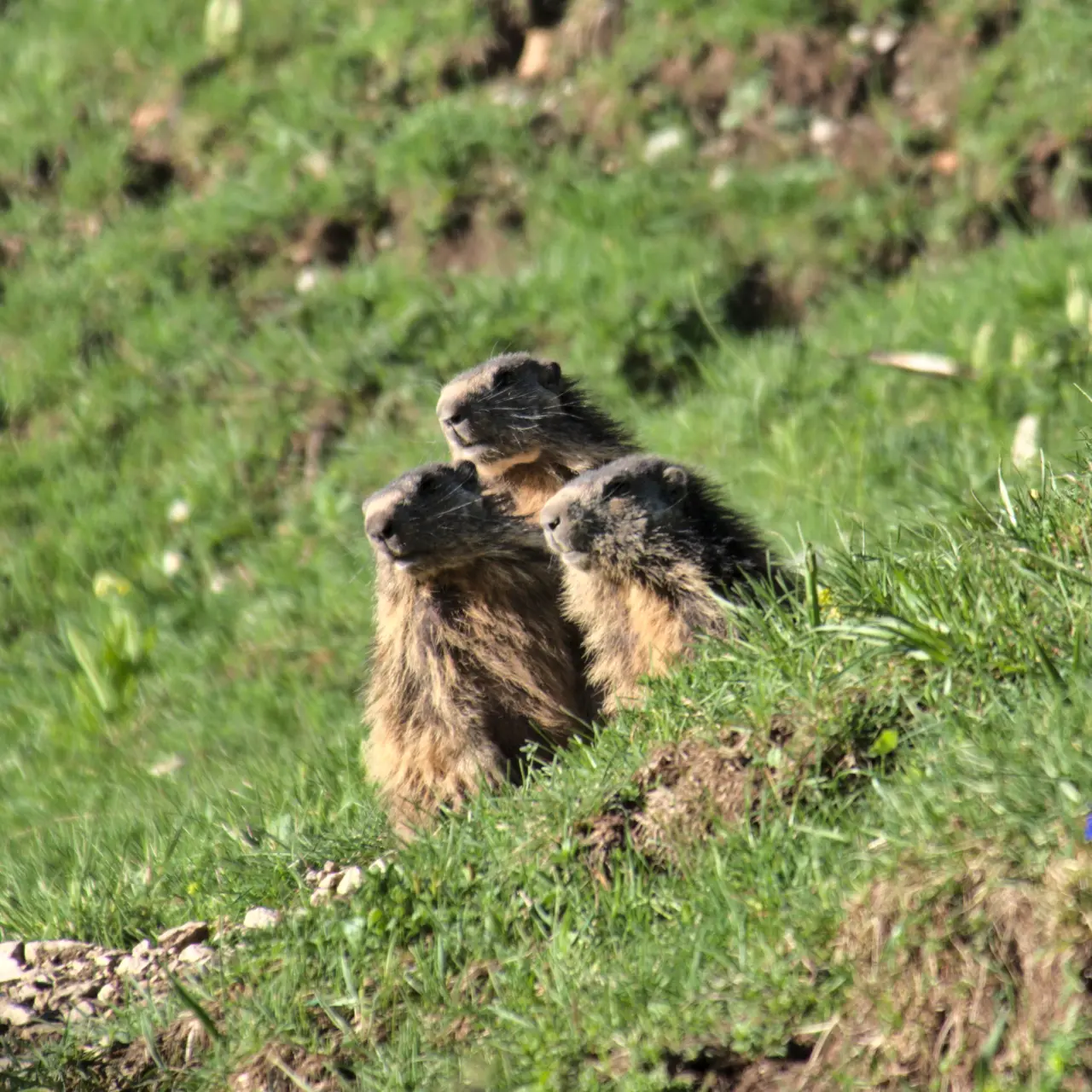 Marmotte des Alpes