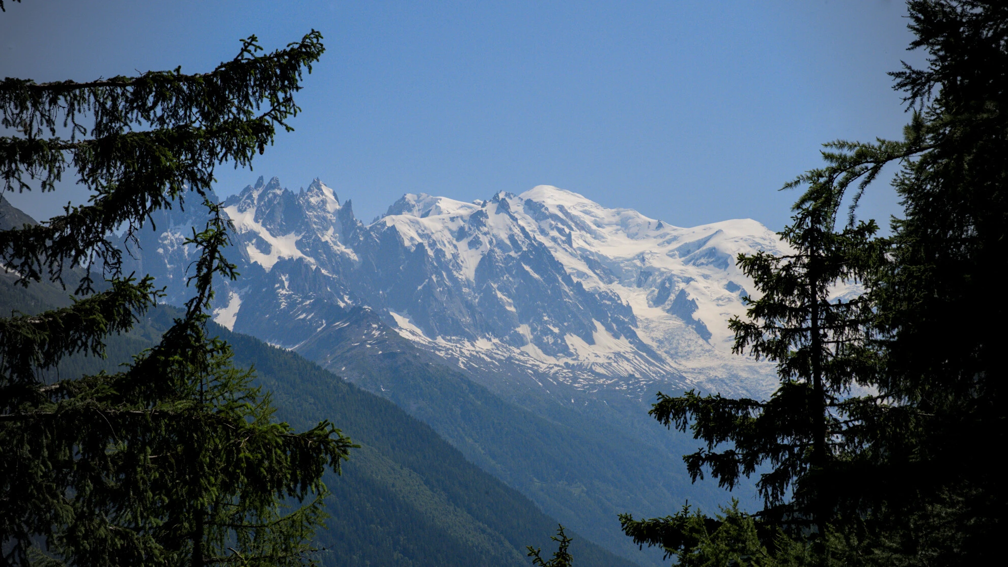 Le massif du Mont-Blanc vu entre les épicéas, sur le sentier du Grand Balcon Sud