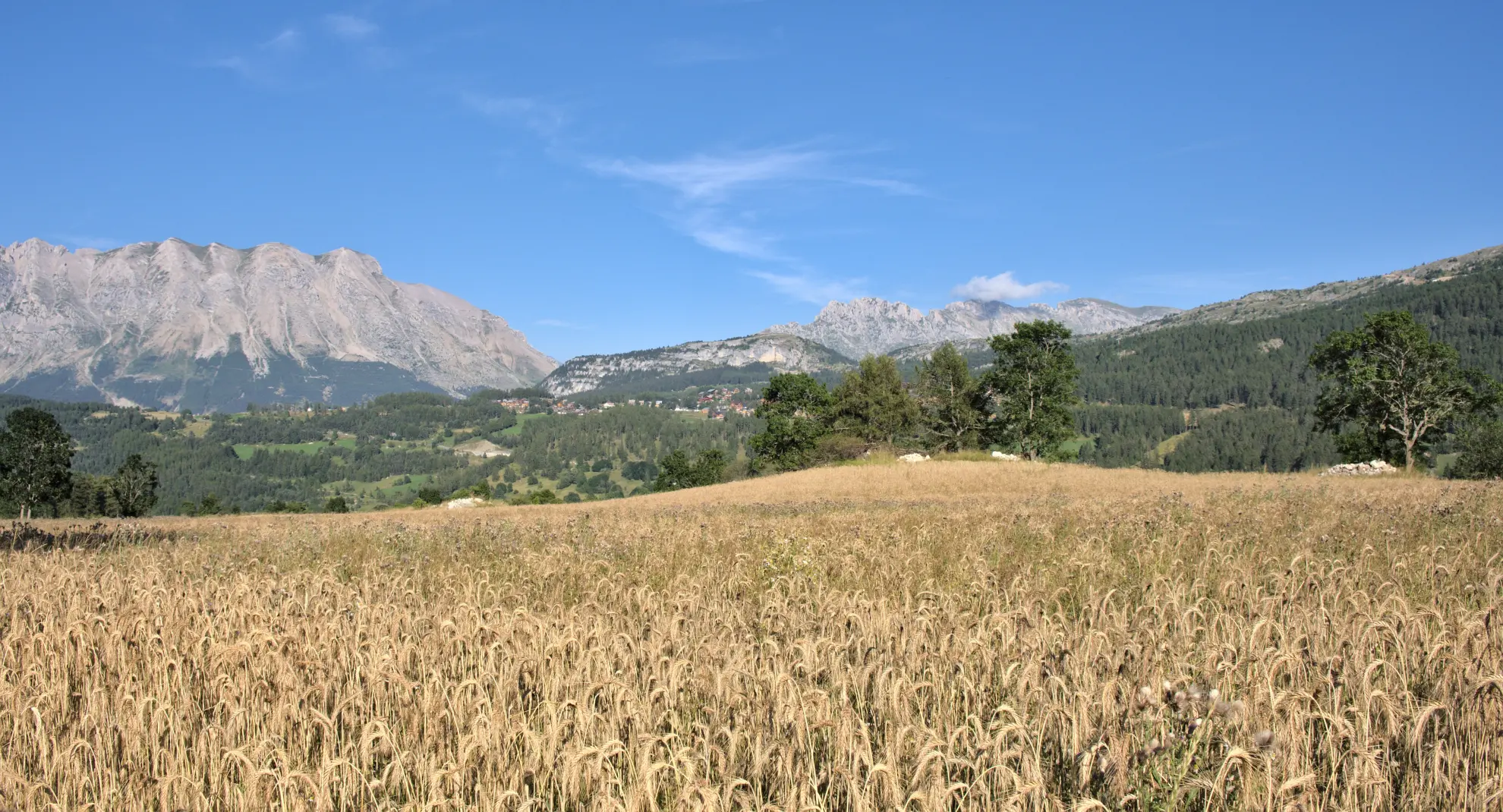 Montagne de Farault - Blé