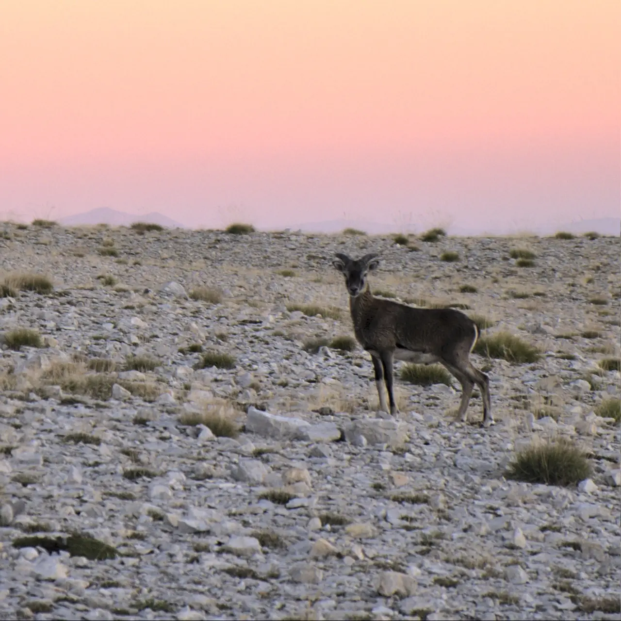mouflon pic de bure devoluy