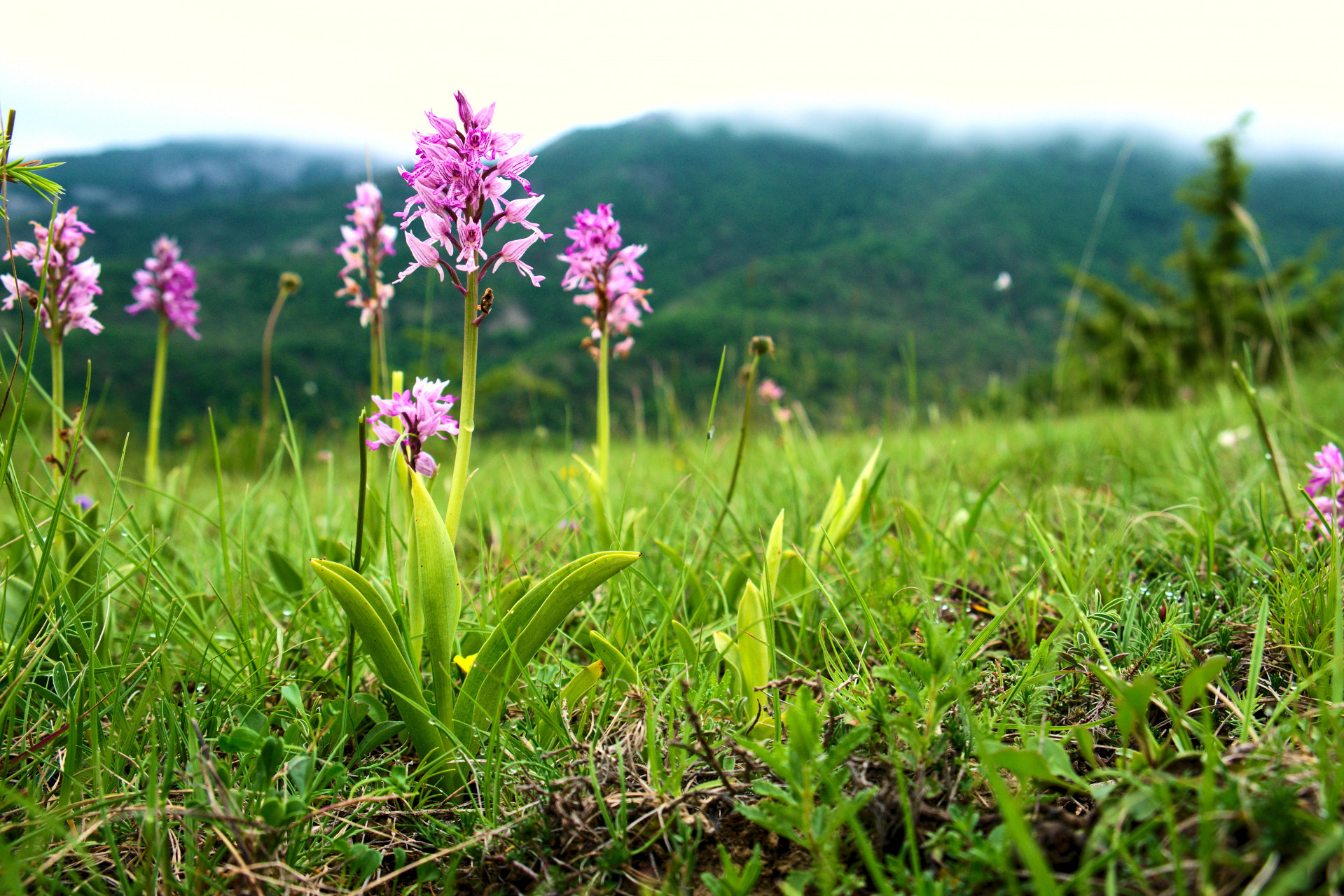 orchis alpes