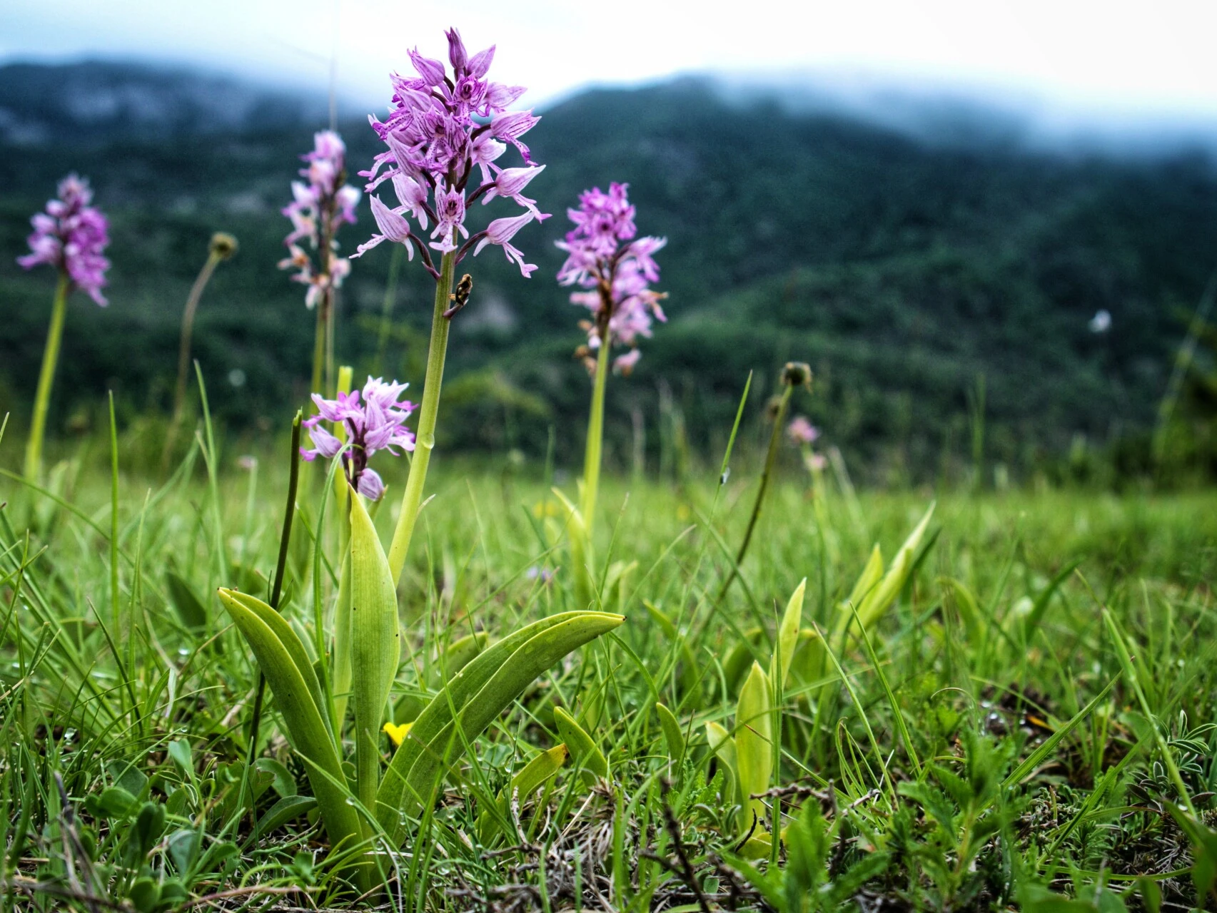 Orchidée sauvage dans les prairies du Vercors
