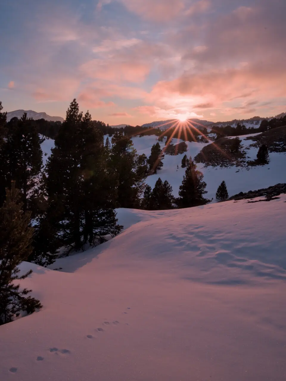 Piste de lièvre variable dans la neige dans le Vercors