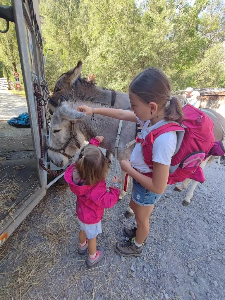 première randonnée avec les ânes