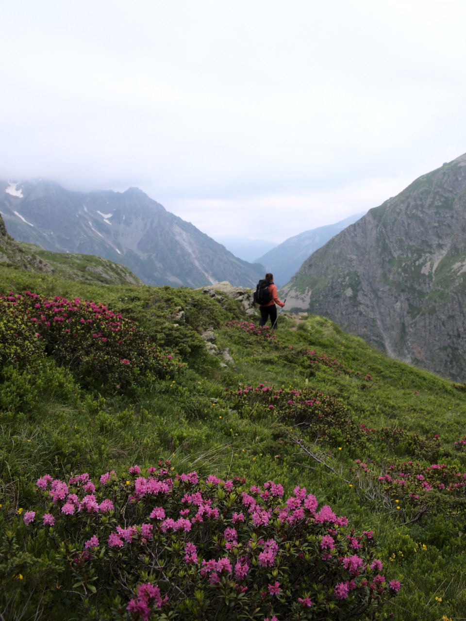 Rhododendron et randonnée dans les Écrins