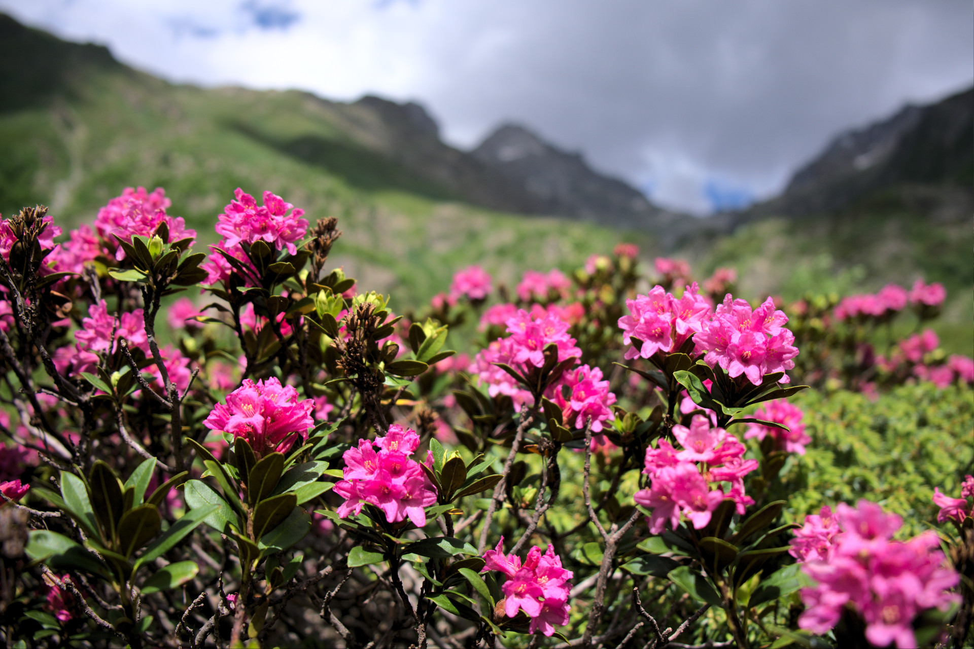 Rhododendron Valgaudemar