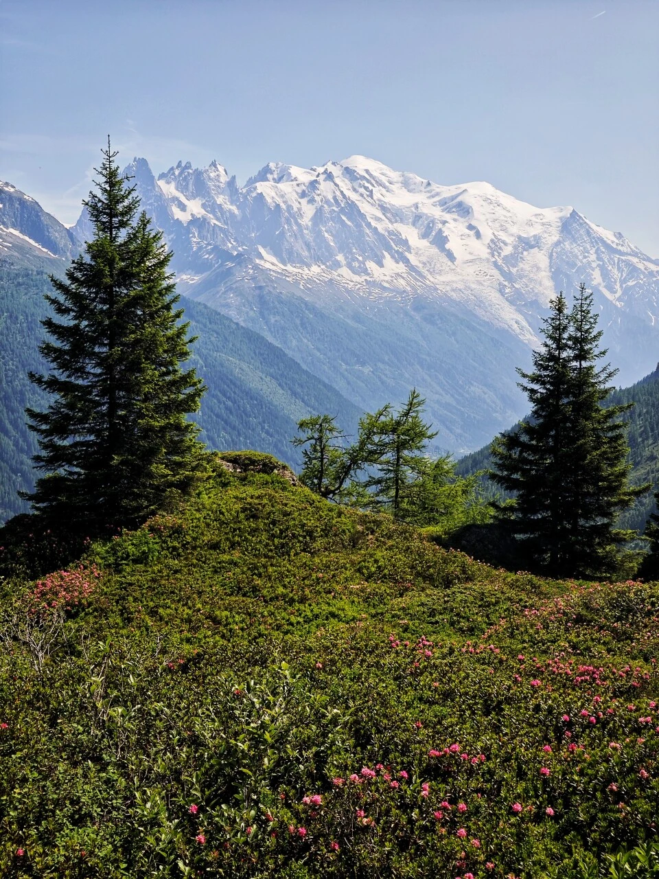 Rhododendrons en fleur sur le Grand Balcon Sud