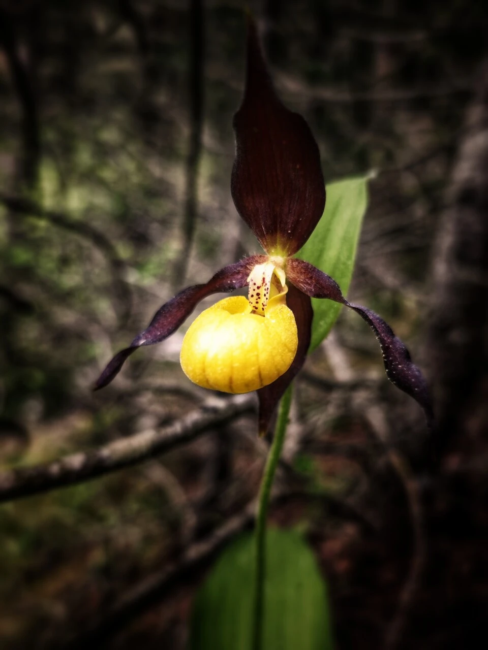 Sabot de Vénus, orchidée rare des forêts du Vercors