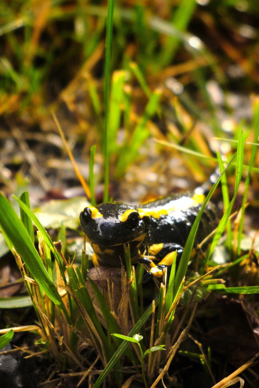 Salamandre tachetée dans le Vercors