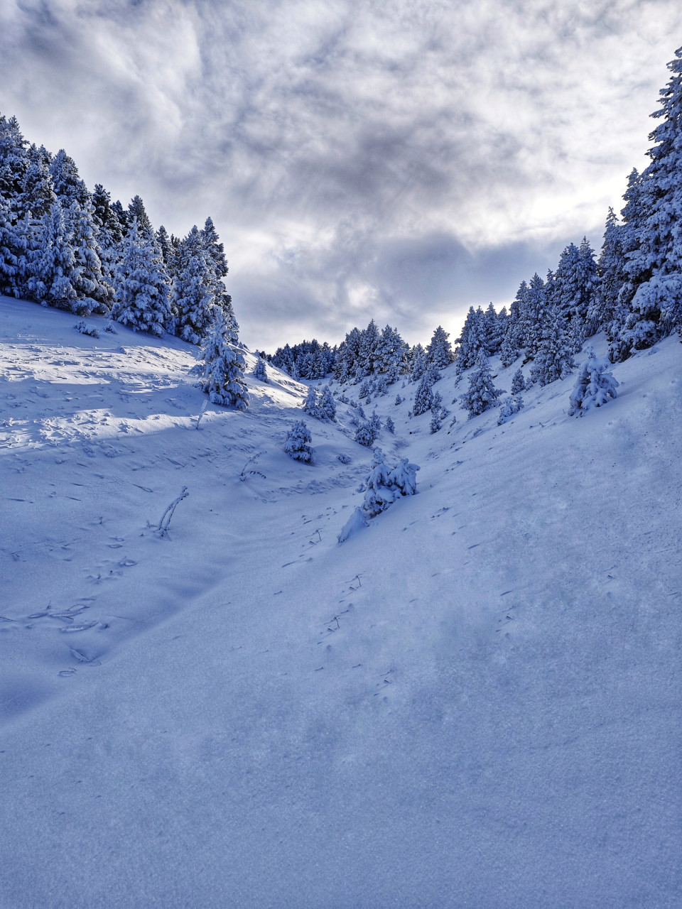 sapins enneigés vercors