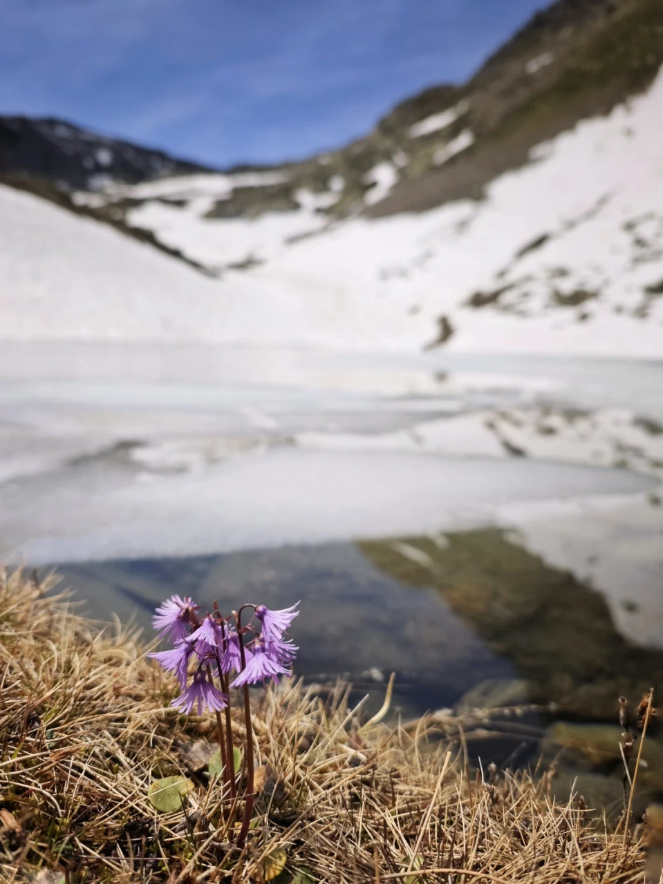 Soldanelle au printemps en montagne