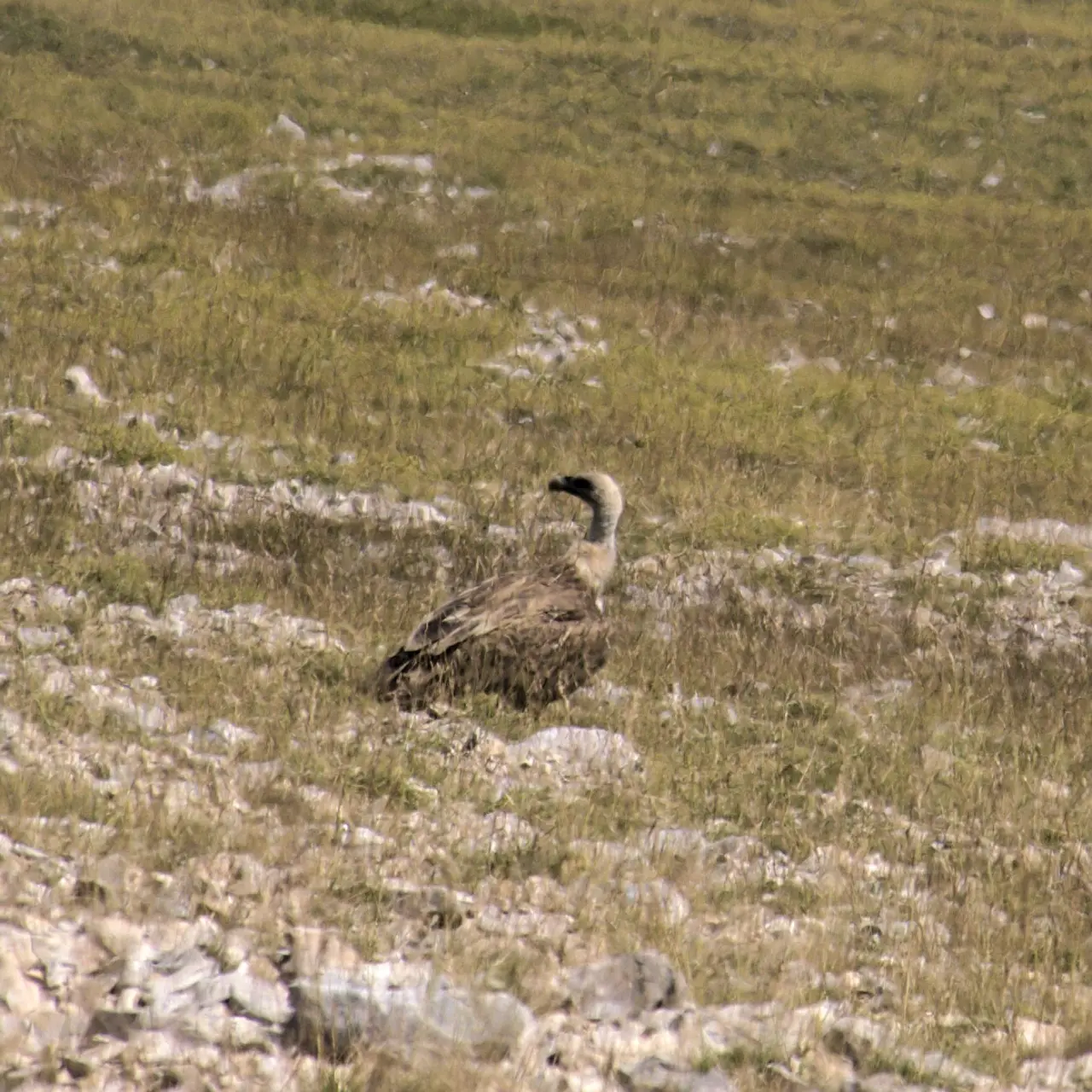 vautour fauve devoluy