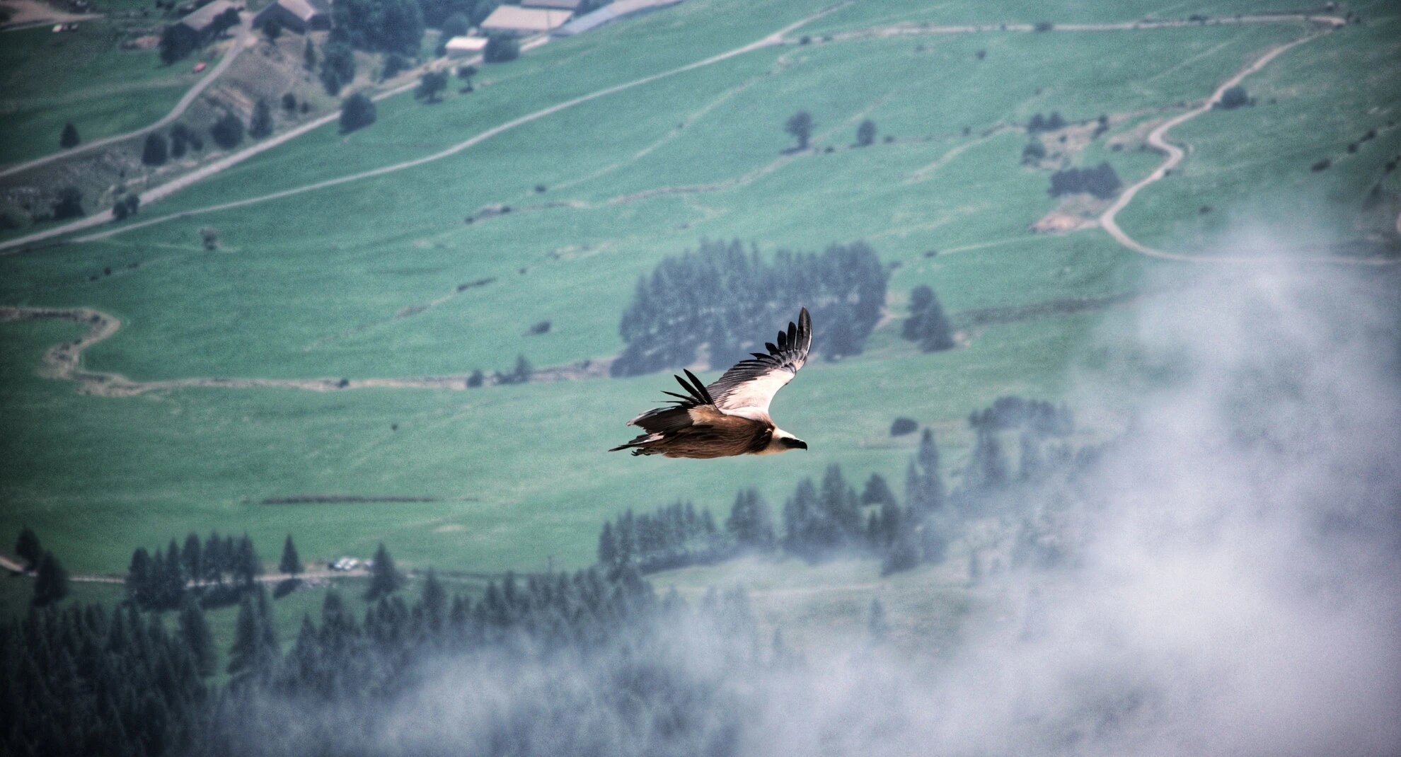 Vautour fauve en vol au-dessus du Vercors