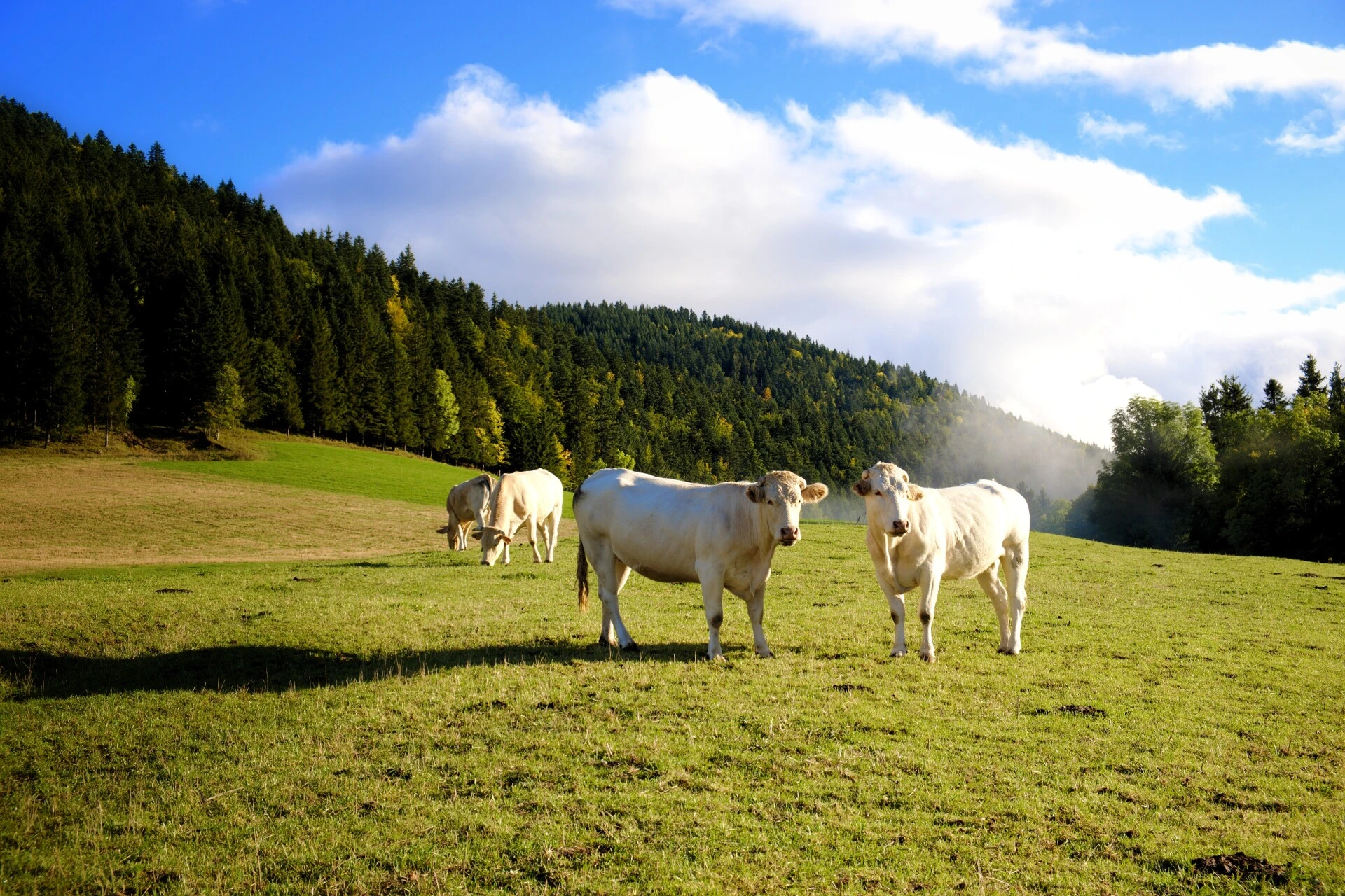 Vache Villarde, race emblématique du Vercors