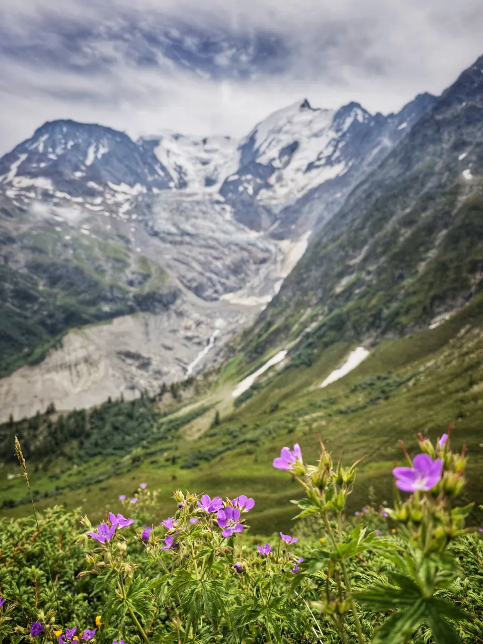 Vue sur le glacier de Bionnassay derrière des Geranium sauvages